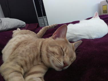 sleeping kitties