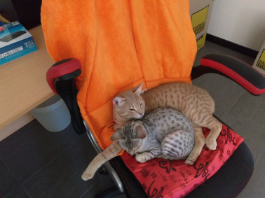 kitty cuddles