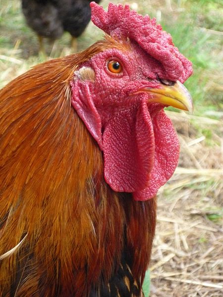 Wyandotte rooster from Wikimedia commons