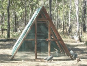 A-frame guinea house