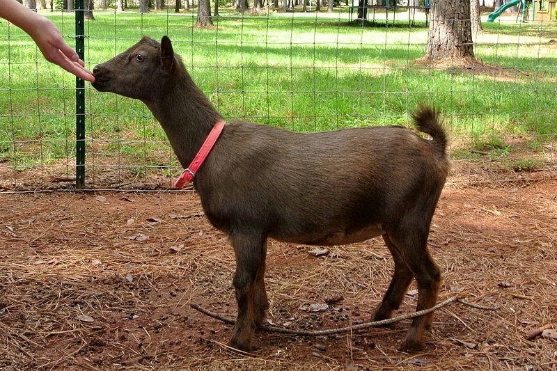 Nigerian Dwarf goat doe