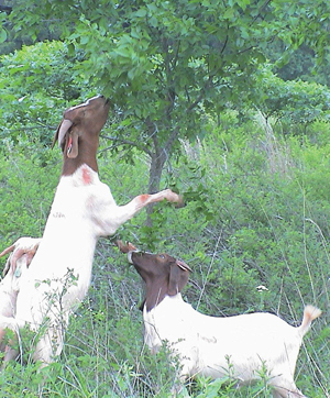 browsing goats