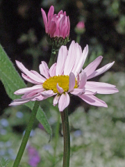 450px-pyrethrum_flower