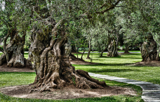 olivegrove-sanisidro