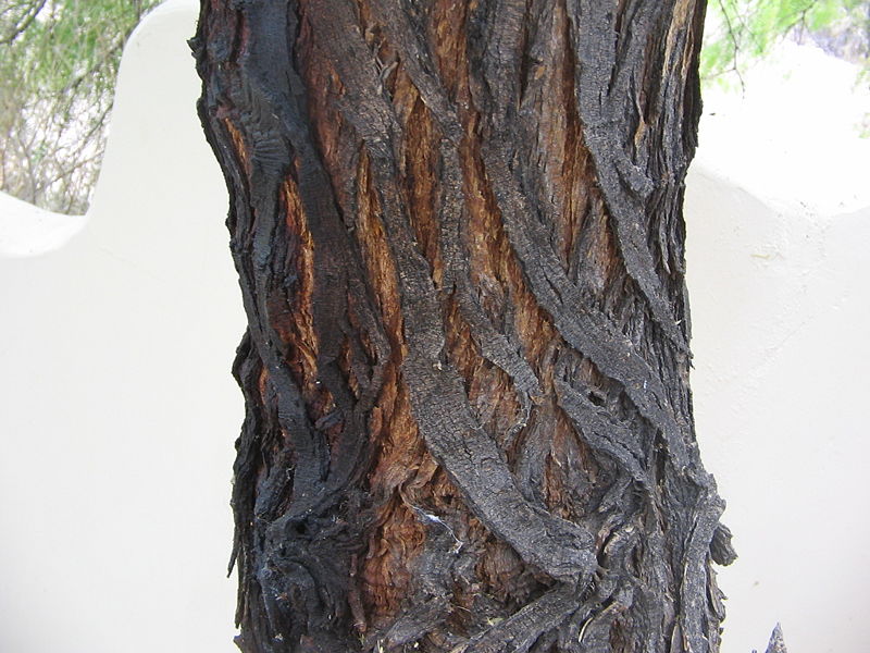 Prosopis glandulosa bark