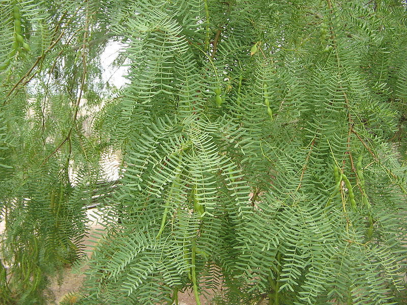 Prosopis glandulosa foliage