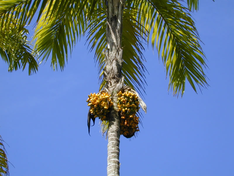 peach palm with fruit