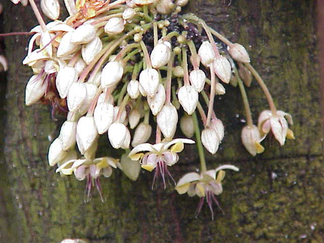 cacao flowers