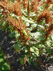 450px-amaranthus_hypochondriacus_amaranthaceae_plant