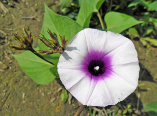 ipomoea_batatas_purple_sweet_potato_variety_flower